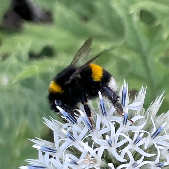 Bumble bee: Animal in habitat Buffer strip in the NatureSpots App