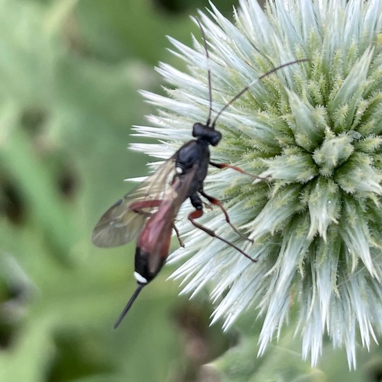 Aritranis director: Animal in habitat Buffer strip in the NatureSpots App