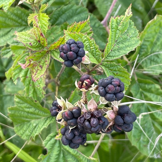 Rubus caesius: Plant in habitat Buffer strip in the NatureSpots App