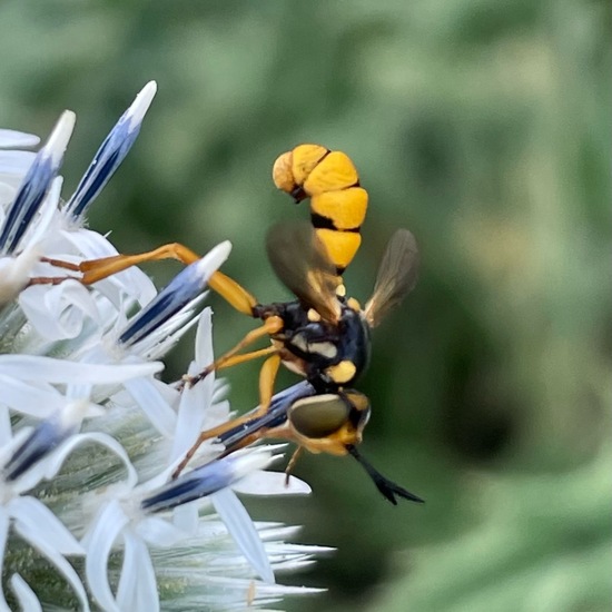 Conops ceriaeformis: Animal in habitat Buffer strip in the NatureSpots App