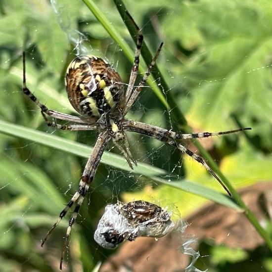 Argiope bruennichi: Animal in habitat Buffer strip in the NatureSpots App