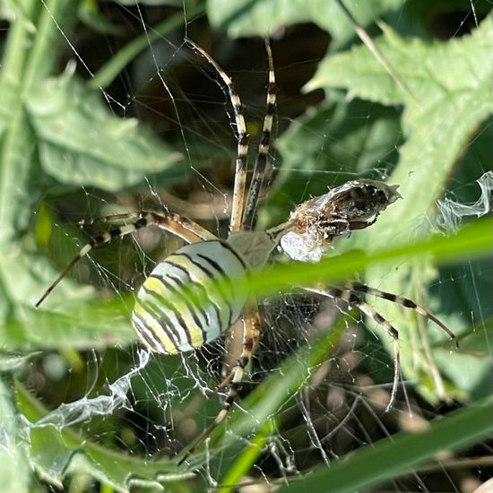 Argiope bruennichi: Animal in habitat Buffer strip in the NatureSpots App