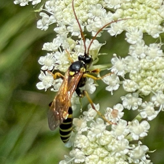 Ichneumon sarcitorius: Animal in habitat Buffer strip in the NatureSpots App