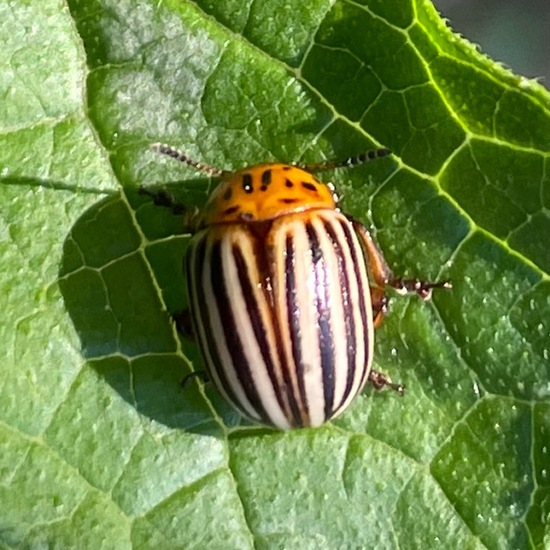 Colorado potato beetle: Animal in habitat Garden in the NatureSpots App