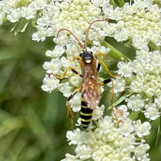 Ichneumon sarcitorius: Animal in habitat Buffer strip in the NatureSpots App