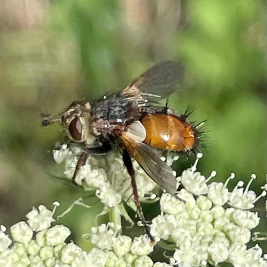 Tachina fera: Animal in habitat Buffer strip in the NatureSpots App