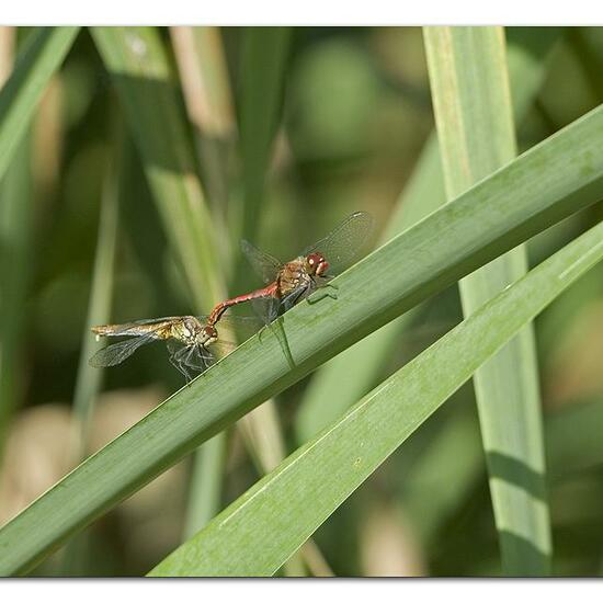 Ruddy Darter: Animal in habitat Semi-natural grassland in the NatureSpots App