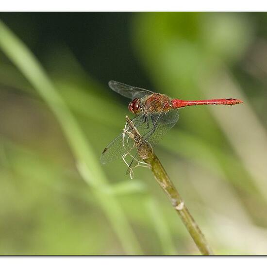 Ruddy Darter: Animal in habitat Semi-natural grassland in the NatureSpots App