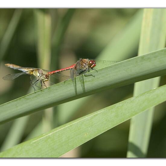 Ruddy Darter: Animal in habitat Semi-natural grassland in the NatureSpots App