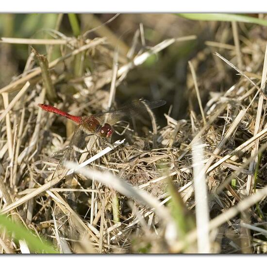 Ruddy Darter: Animal in habitat Semi-natural grassland in the NatureSpots App