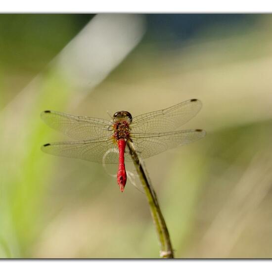 Ruddy Darter: Animal in habitat Semi-natural grassland in the NatureSpots App