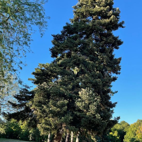 Abies pinsapo: Plant in habitat Park in the NatureSpots App