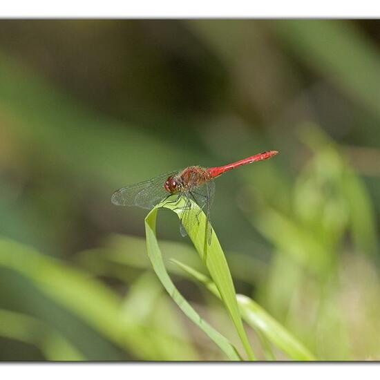 Ruddy Darter: Animal in habitat Semi-natural grassland in the NatureSpots App