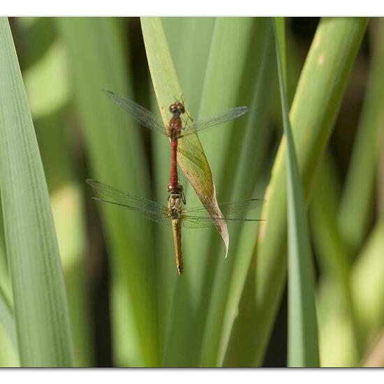 Ruddy Darter: Animal in habitat Semi-natural grassland in the NatureSpots App