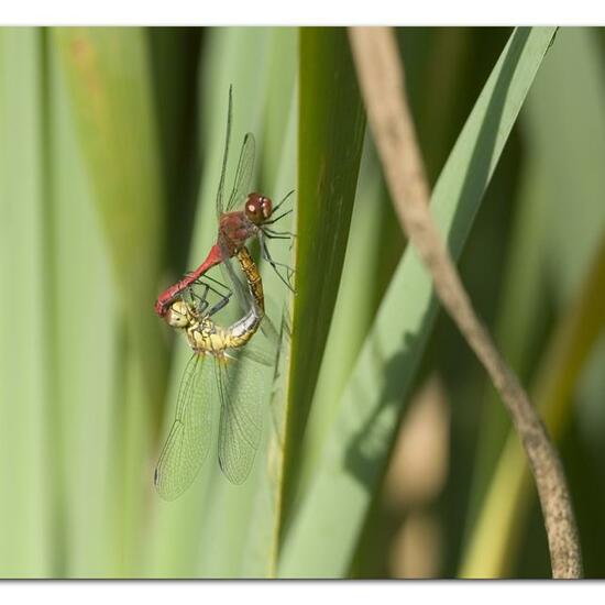 Ruddy Darter: Animal in habitat Semi-natural grassland in the NatureSpots App