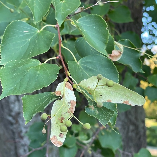 Tilia cordata: Plant in habitat Park in the NatureSpots App