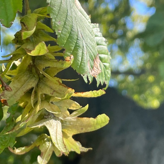 Weeping Beech: Plant in habitat Park in the NatureSpots App