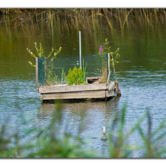 Common Tern: Animal in habitat Pond in the NatureSpots App