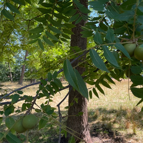 Juglans nigra: Plant in habitat Park in the NatureSpots App