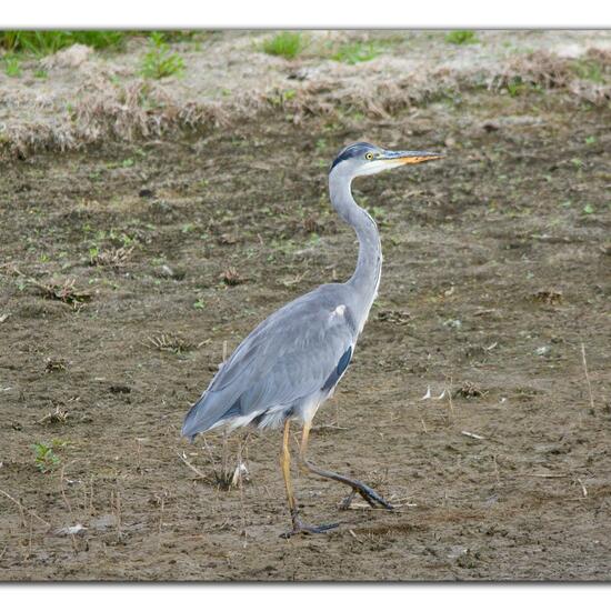 Grey Heron: Animal in habitat Freshwater habitat in the NatureSpots App