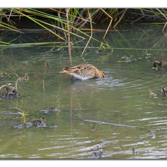 Common Snipe: Animal in habitat Freshwater habitat in the NatureSpots App