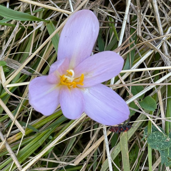 Colchicum autumnale: Plant in habitat Park in the NatureSpots App