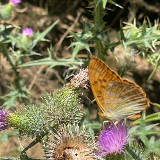 Argynnis paphia: Animal in habitat Park in the NatureSpots App