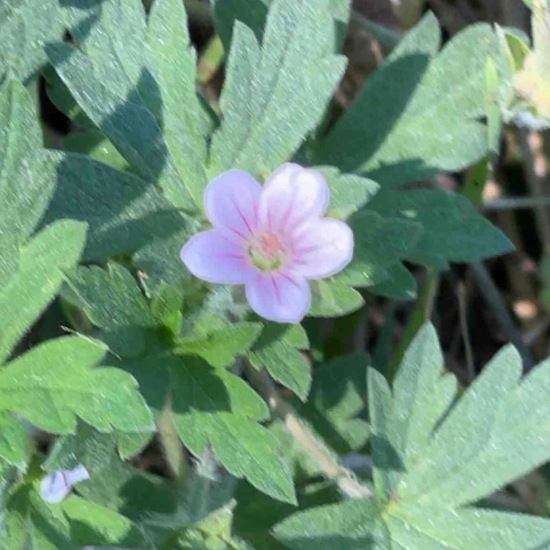 Geranium sibiricum: Plant in habitat Park in the NatureSpots App