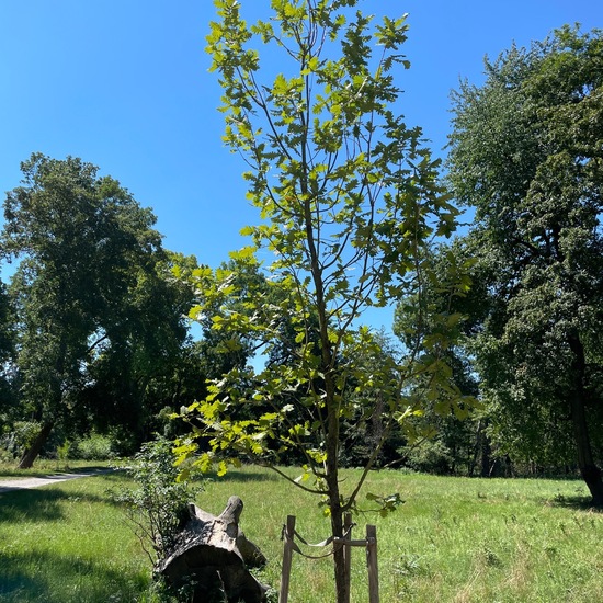 Quercus frainetto: Plant in habitat Park in the NatureSpots App