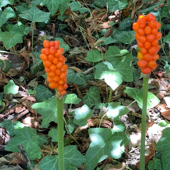 Arum italicum: Plant in habitat Park in the NatureSpots App