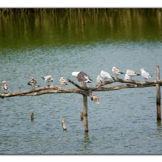 Black-headed Gull: Animal in habitat Pond in the NatureSpots App