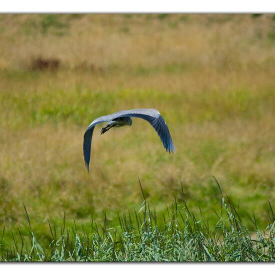 Grey Heron: Animal in habitat Freshwater habitat in the NatureSpots App