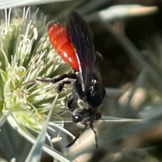 Sphecodes albilabris: Animal in habitat Garden in the NatureSpots App