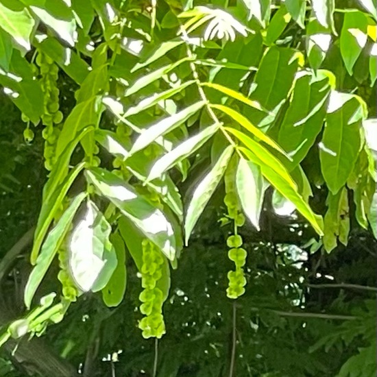 Pterocarya fraxinifolia: Plant in habitat Park in the NatureSpots App