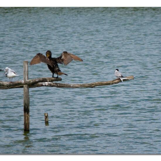 Common Tern: Animal in habitat Pond in the NatureSpots App