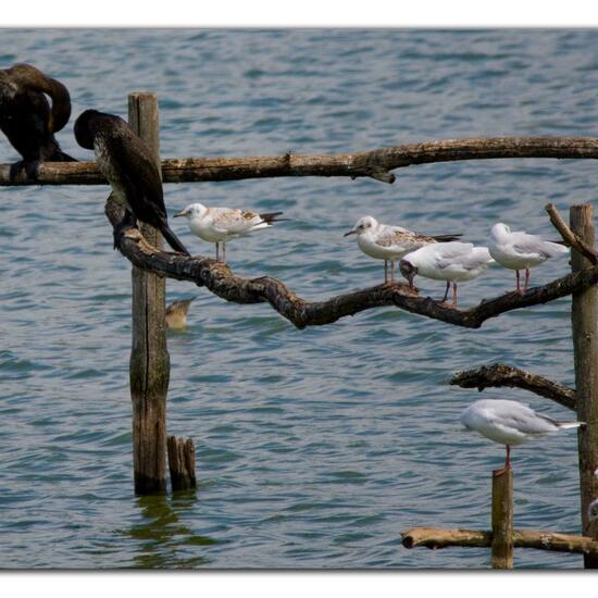 Black-headed Gull: Animal in habitat Pond in the NatureSpots App