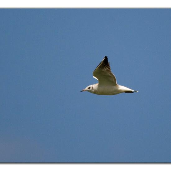 Black-headed Gull: Animal in habitat Pond in the NatureSpots App