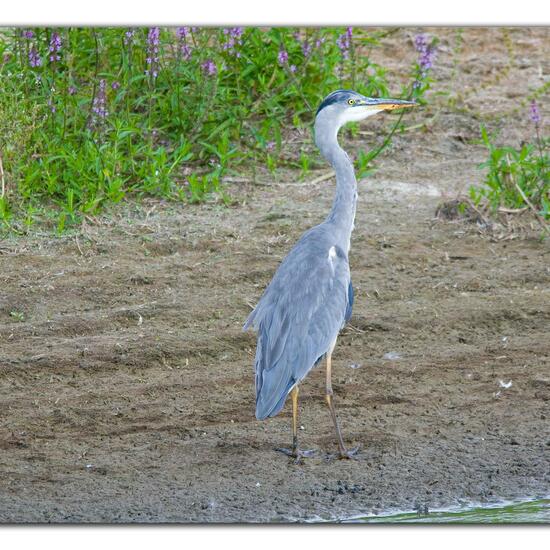 Grey Heron: Animal in habitat Freshwater habitat in the NatureSpots App