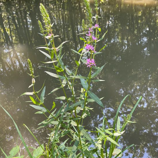 Lythrum salicaria: Plant in habitat Park in the NatureSpots App