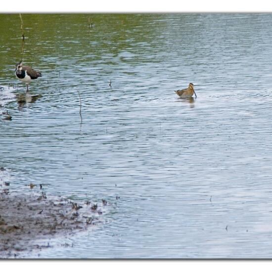 Common Snipe: Animal in habitat Freshwater habitat in the NatureSpots App