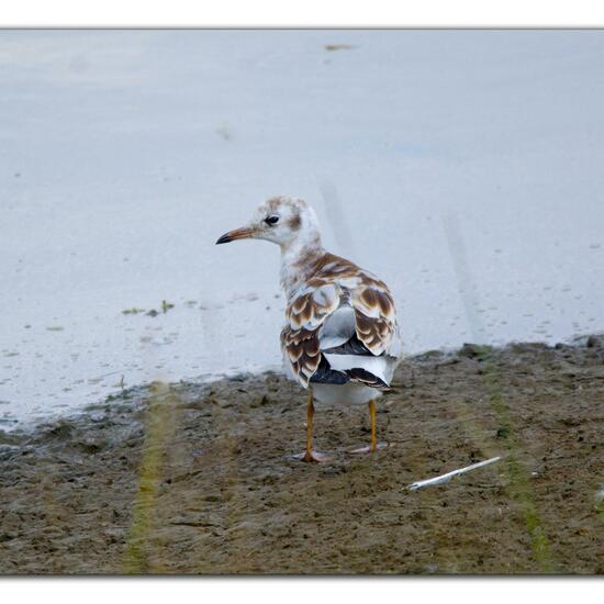 Black-headed Gull: Animal in habitat Pond in the NatureSpots App