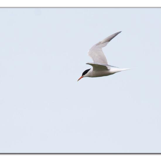 Common Tern: Animal in habitat Pond in the NatureSpots App