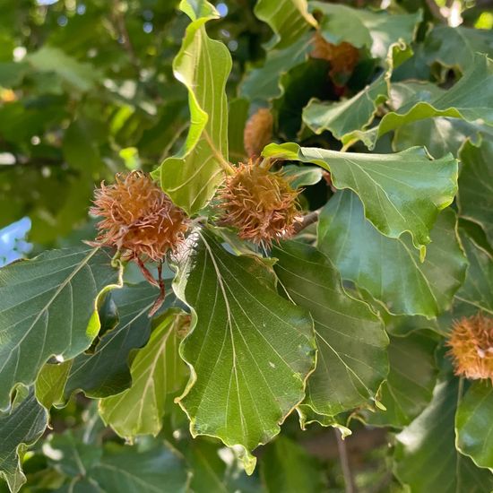 Fagus sylvatica: Plant in habitat Park in the NatureSpots App