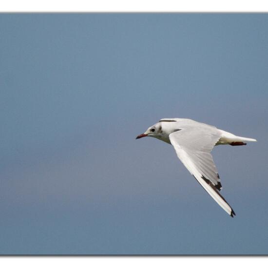 Black-headed Gull: Animal in habitat Pond in the NatureSpots App