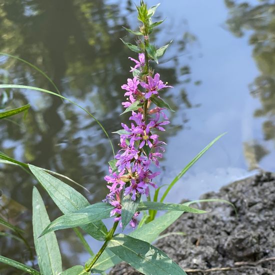 Lythrum salicaria: Plant in habitat Park in the NatureSpots App