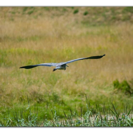 Grey Heron: Animal in habitat Freshwater habitat in the NatureSpots App