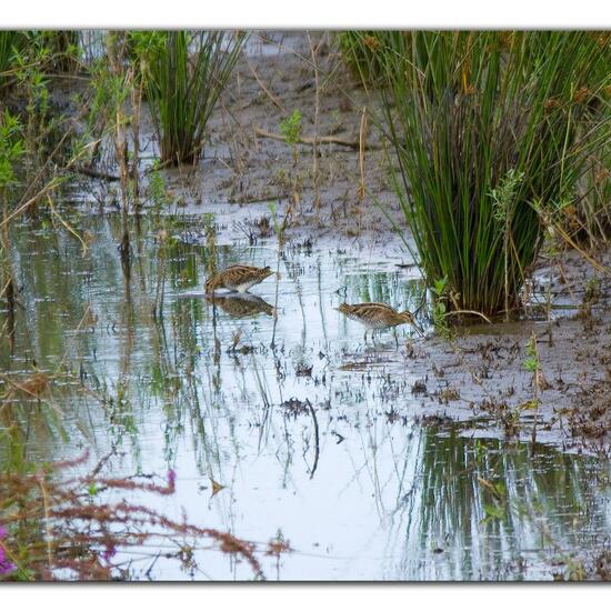 Common Snipe: Animal in habitat Freshwater habitat in the NatureSpots App