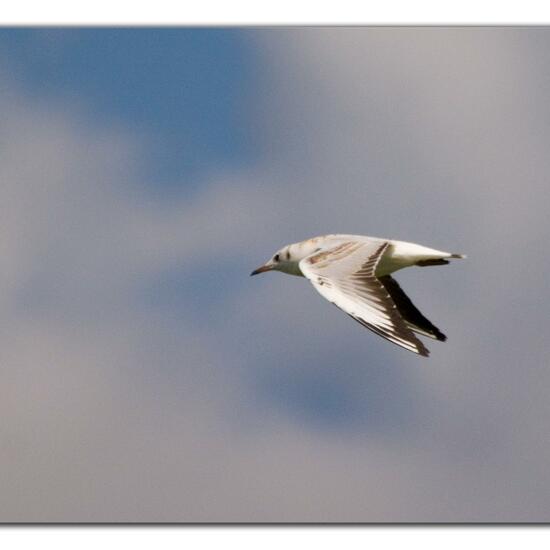 Black-headed Gull: Animal in habitat Pond in the NatureSpots App