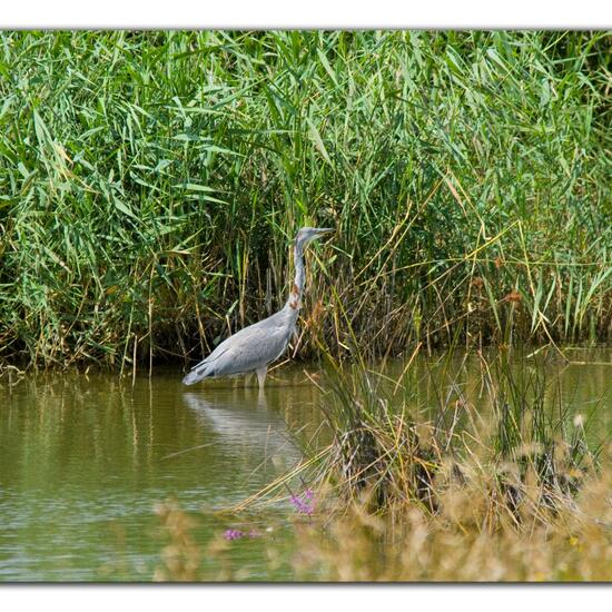 Grey Heron: Animal in habitat Freshwater habitat in the NatureSpots App