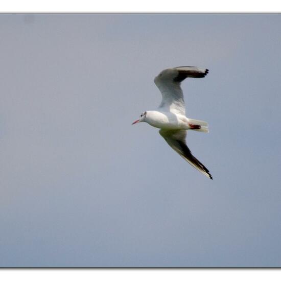 Black-headed Gull: Animal in habitat Pond in the NatureSpots App